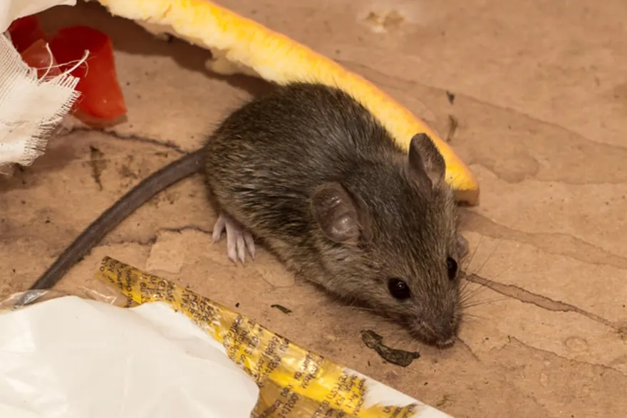 Protrap.ca featured image